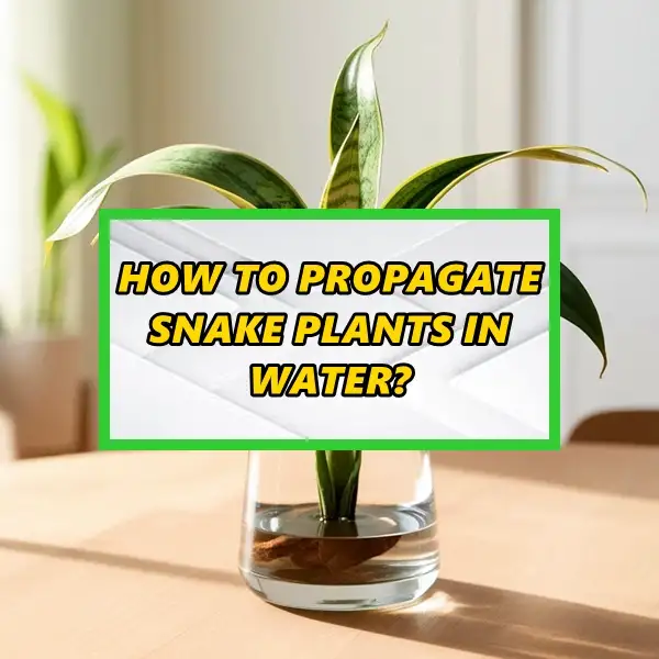 how to propagate snake plants in water