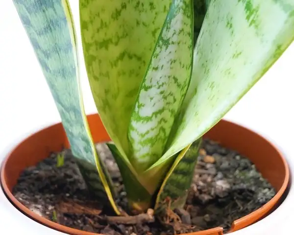 how to propagate snake plants