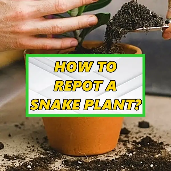 how to repot a snake plant