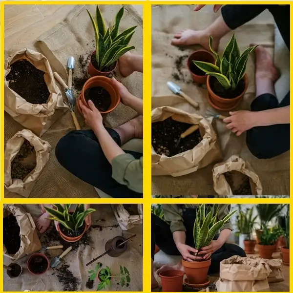 how to repot snake plants