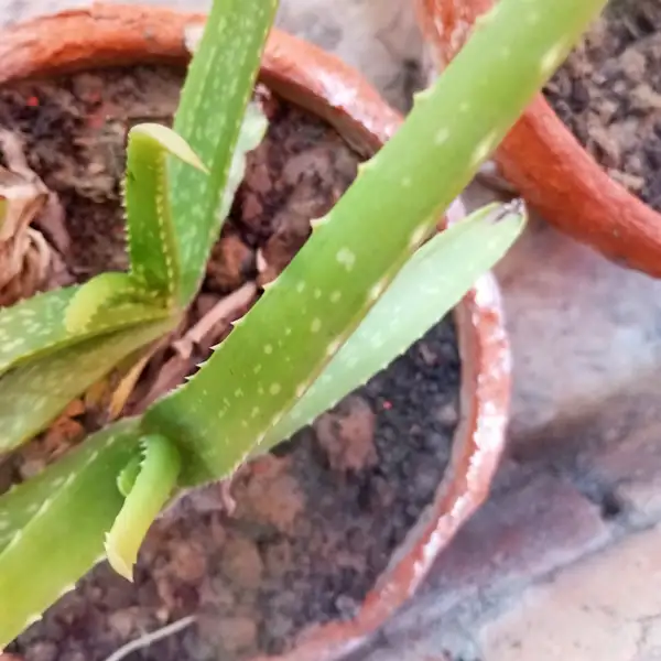 how to revive a dying aloe vera plant ultimate guide