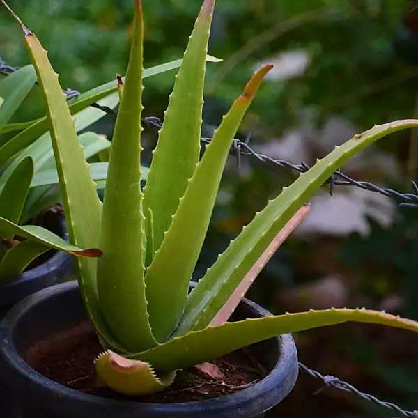 how to revive yellow aloe vera plants