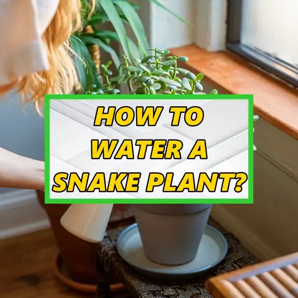 how to water a snake plant