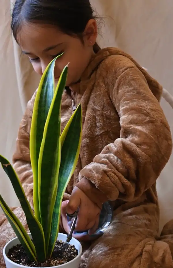 how to water snake plant