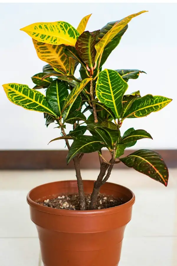 humidity level for croton plants