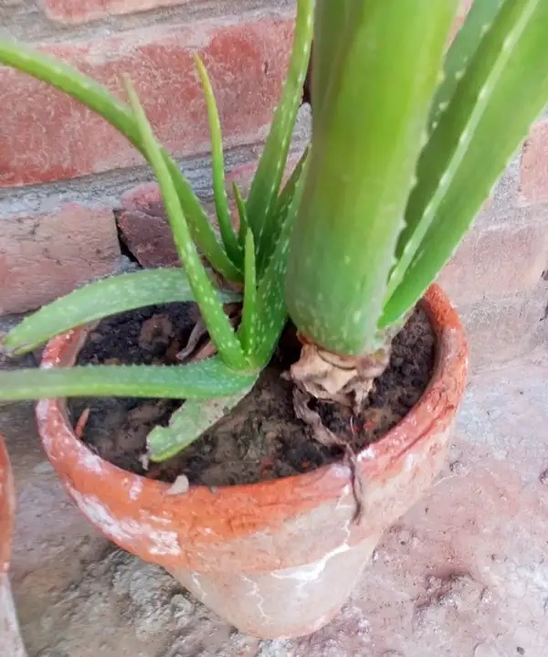 ideal light for aloe vera plant