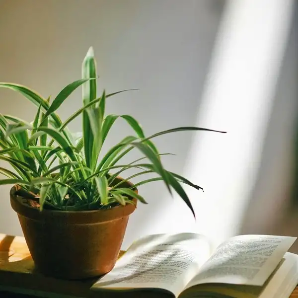 ideal lighting conditions for indoor spider plants