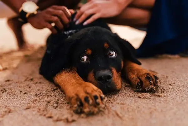 ill dog after eating a houseplant