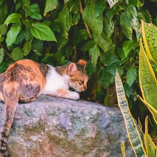 is a snake plant toxic to cat