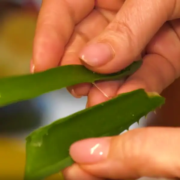 is aloe vera edible