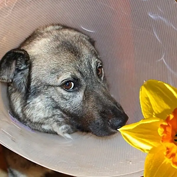 is daffodil flower toxic to dogs - spring plant poisonous to dogs