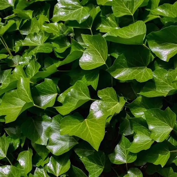 is english ivy toxic to goats, farm animals and livestock
