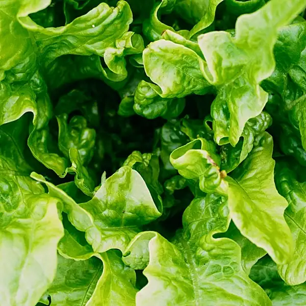 is lettuce safe for dogs - best vegetables for a dog