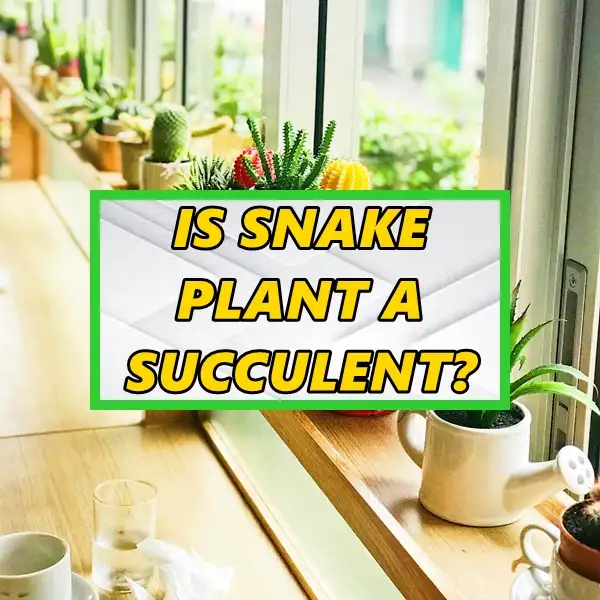 is snake plant a succulent