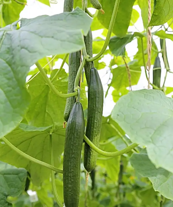 july gardening guide