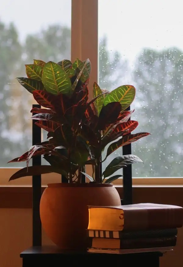 lighting conditions for crotons