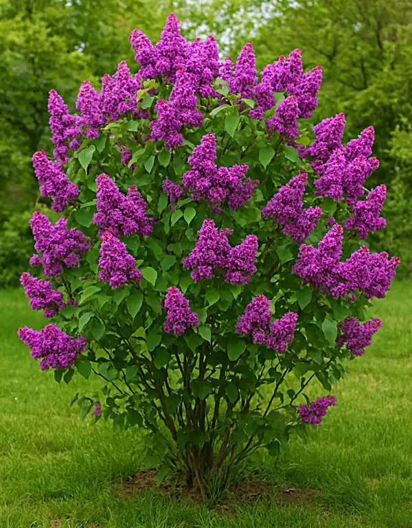 lilac bush size - how tall is a lilac shrub