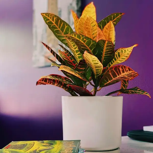 maintaining your newly grown croton