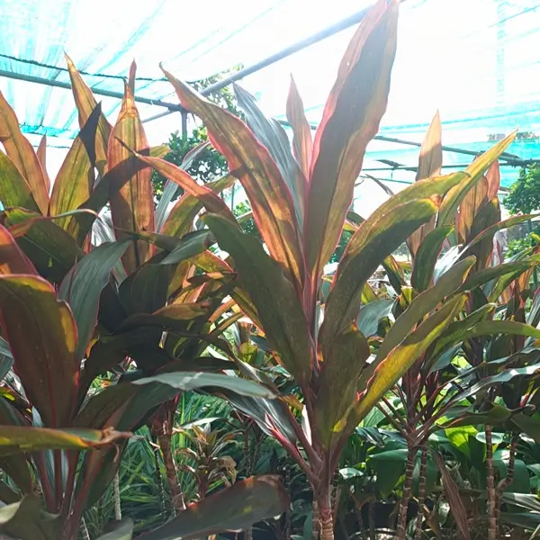 Dracaena marginata origin and foliage featuring slender stems with red-edged narrow leaves