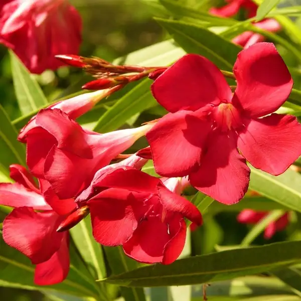 oleander plant nerium to avoid from croton plant