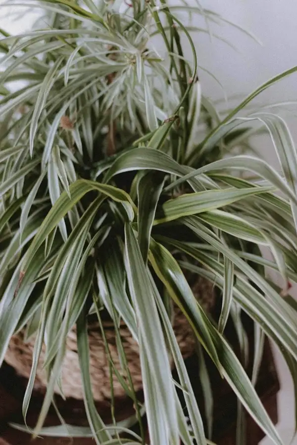 outdoor spider plant