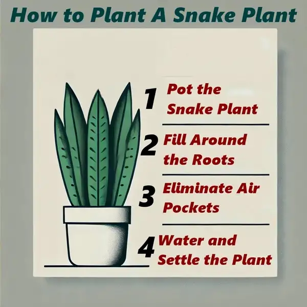 plant a snake plant indoors