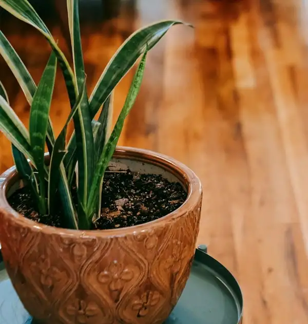 plant a snake plant