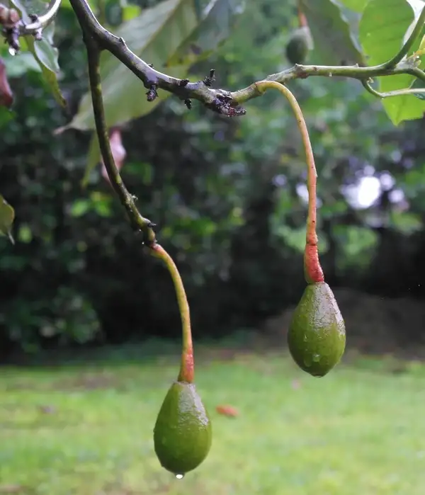 plant and grow avocado plant