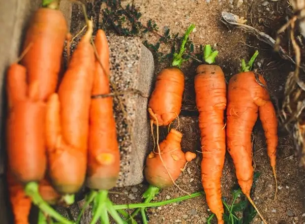 plant, grow and harvest carrots at home - expert guide for beginners