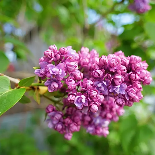 plant lilac shrub - complete expert grow and lilac care guide for beginners
