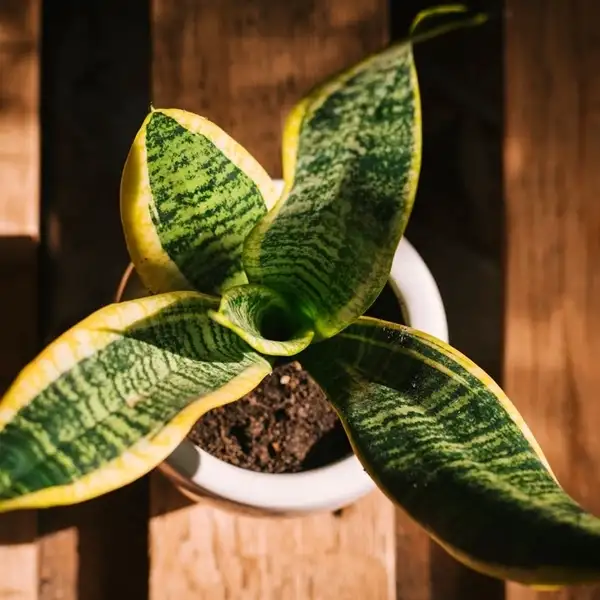 plant snake plant