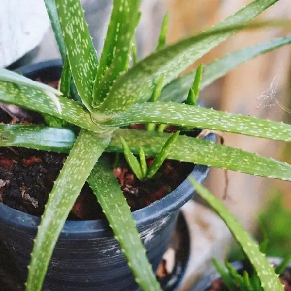 planting aloe vera guide