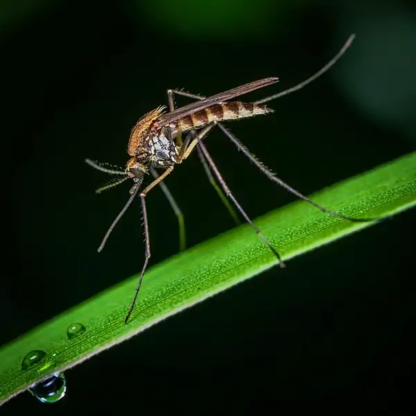 plants that repel mosquitoes