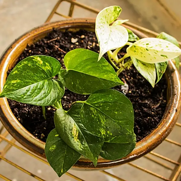 pothos plant care guide