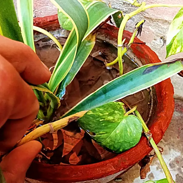 pothos plants toxic to cats