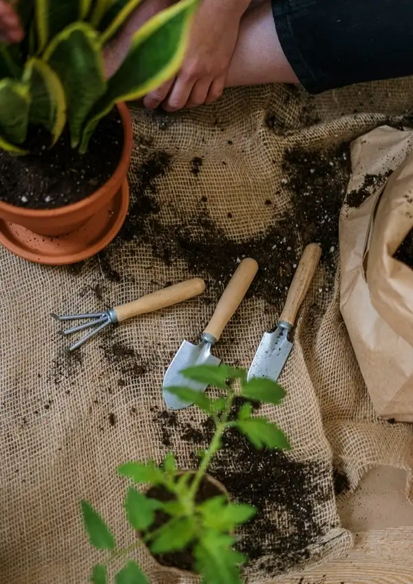 prepare your snake plant for propagation