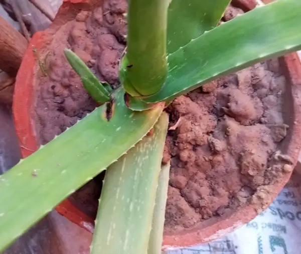 propagate aloe vera plant guide