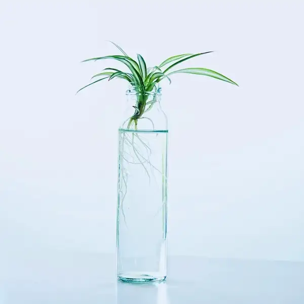 propagate spider plant in water