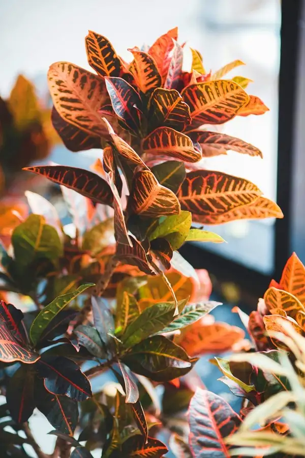 propagating crotons through stem cuttings