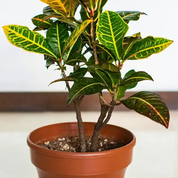 proper placement of croton cuttings