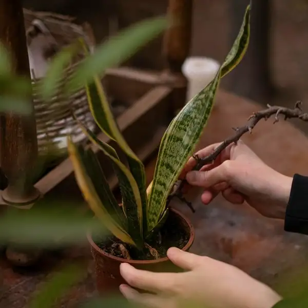 protect a snake plant from pests and diseases