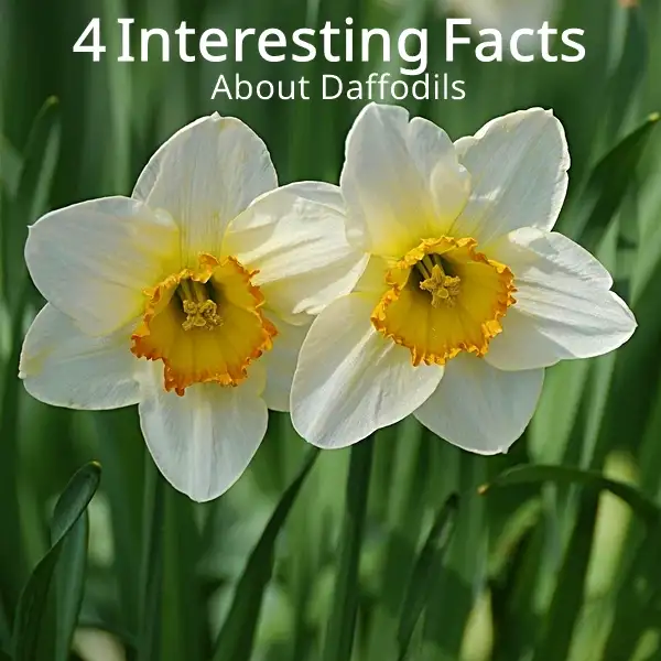 protect your gardens from deer with daffodils