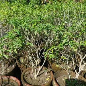 Step-by-step guide showing how to prune basil for bushy and healthy plant growth