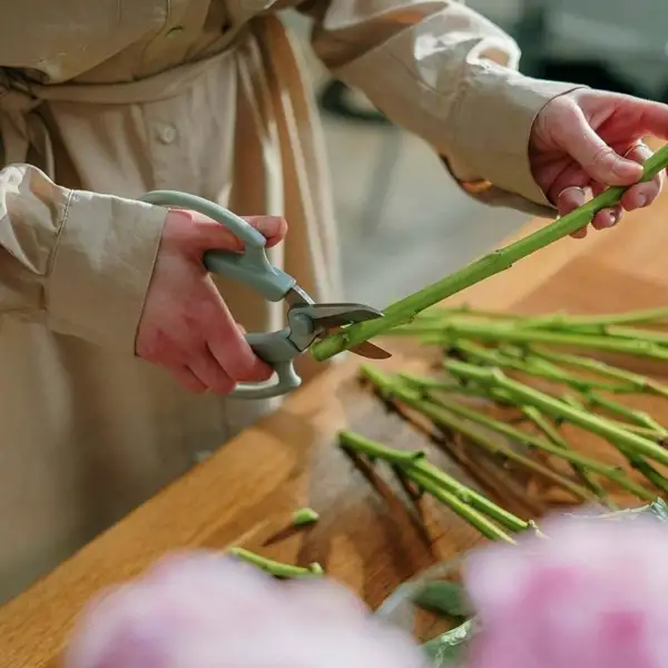 pruning croton plant stems