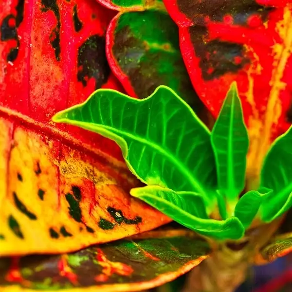 red and green colorful croton plant leaves