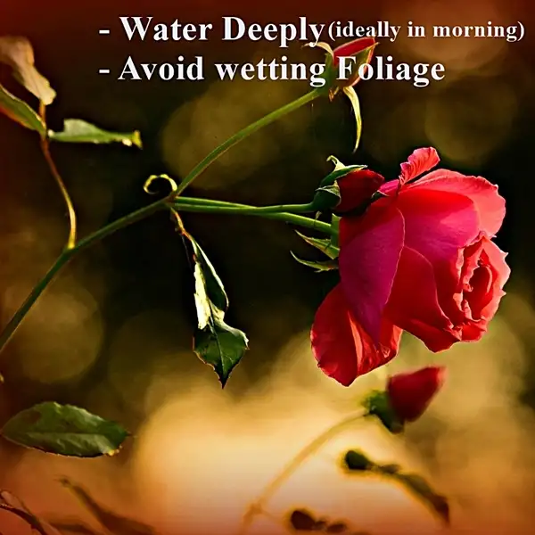 red rose flower water guide for beginners