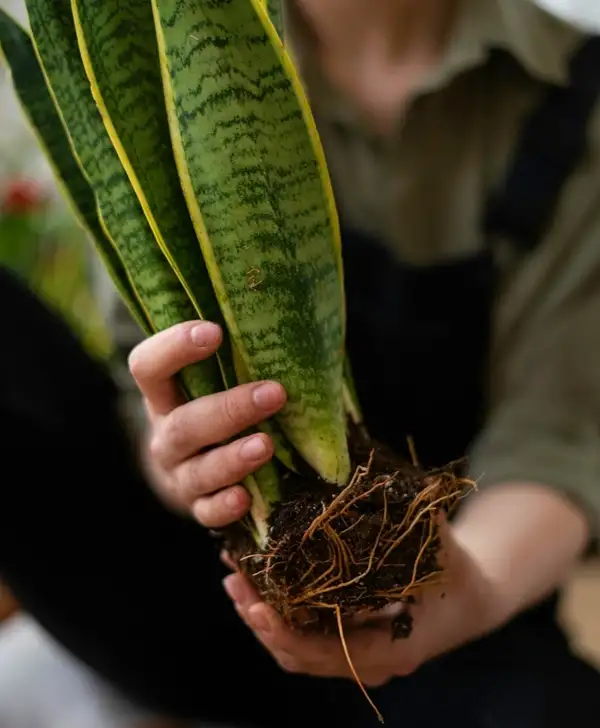 repotting a snake plant