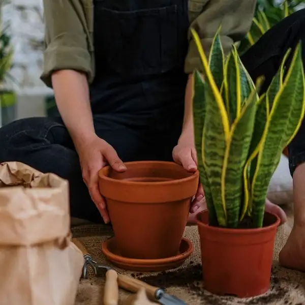 repotting mother in law tongue