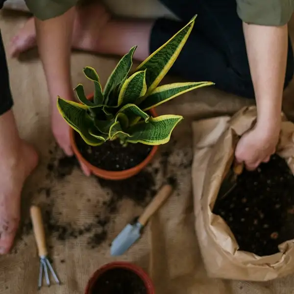 repotting sansevieria