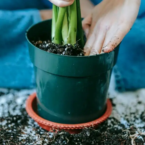 repotting snake plant soil